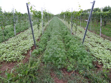 Nach dem letzten Pflanzenschutz knnen Begrnungen in die Weinberge eingesht werden. Diese gut planen und vorbereiten.