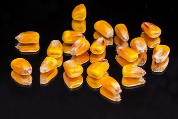 Saatgut oder Vogelfutter? Welche Beizmittel kurz- und mittelfristig Mesurol & Co ersetzen können, wurde auf dem KWS Agrarforum in Ehingen-Berg besprochen.