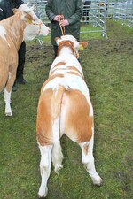 Es gab aber auch einmal die Note 9 für dieses Malakbullenkalb, das mit 103 Tagen 181,5 kg wog und dabei die höchsten Zunahmen von 1.519 g erzielte. Mit seiner Mutter und Humfälbtochter Gerda aus der Zucht von Armin Roser aus Müllheim-Muggardt rangierten sie auf dem zweiten Platz hinter dem Reservesiegergespann.