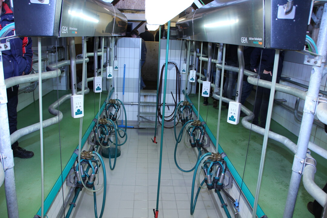 Im Doppel-Vierer-Fischgrten Melkstand von GEA werden die Vorderwlder gemolken.