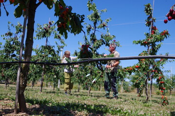 An sommertrockenen Standorten hilft eine Bewsserung, um qualitativ hochwertige Frchte zu ernten.