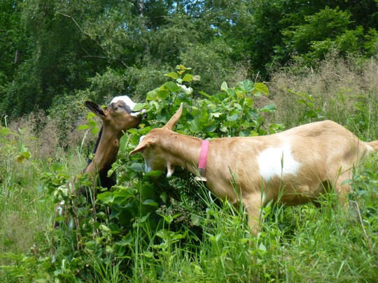    Tierische Landschaftspflegerinnen: Ziegen helfen mit, die Bsche auf den Weidfeldern am Rohrhardsberg zu entfernen. 