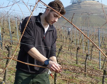 Das Biegen der Reben ist nun in vollem Gange.