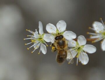Honigbiene an Schlehenblte