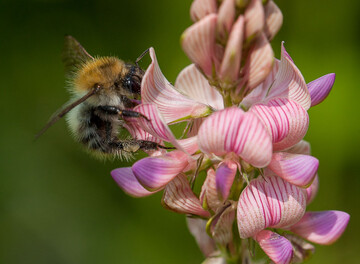 Die Esparsette ist gut als Zwischenfrucht für trockene Standorte geeignet.