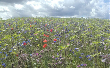 Blumenwiese 