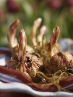 Lilienzwiebeln können jetzt in den Boden.