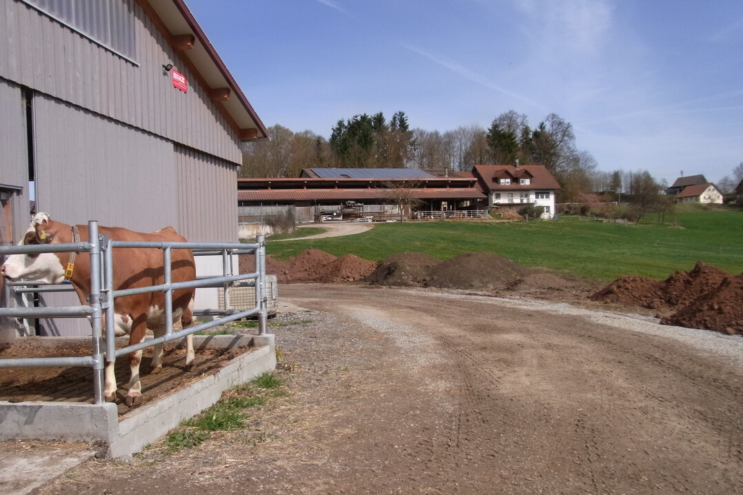   Frische Luft schnuppern zu knnen, frdert den Komfort fr die Khe. Die machen davon in dem Neubau regelmig Gebrauch. Im Hintergrund ist der frhere Boxenlaufstall aus den 1980iger Jahren zu sehen. Damals hielt die Familie 100 Fleckviehkhe.