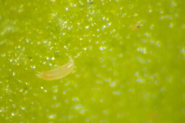 Goji-Gallmilbe