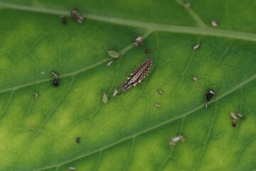 Der Blattlauslwe in Aktion: Die Larven der Florfliege saugen mit ihren Mundwerkzeugen rund 500 Blattluse aus, bevor sie sich verpuppen. 
