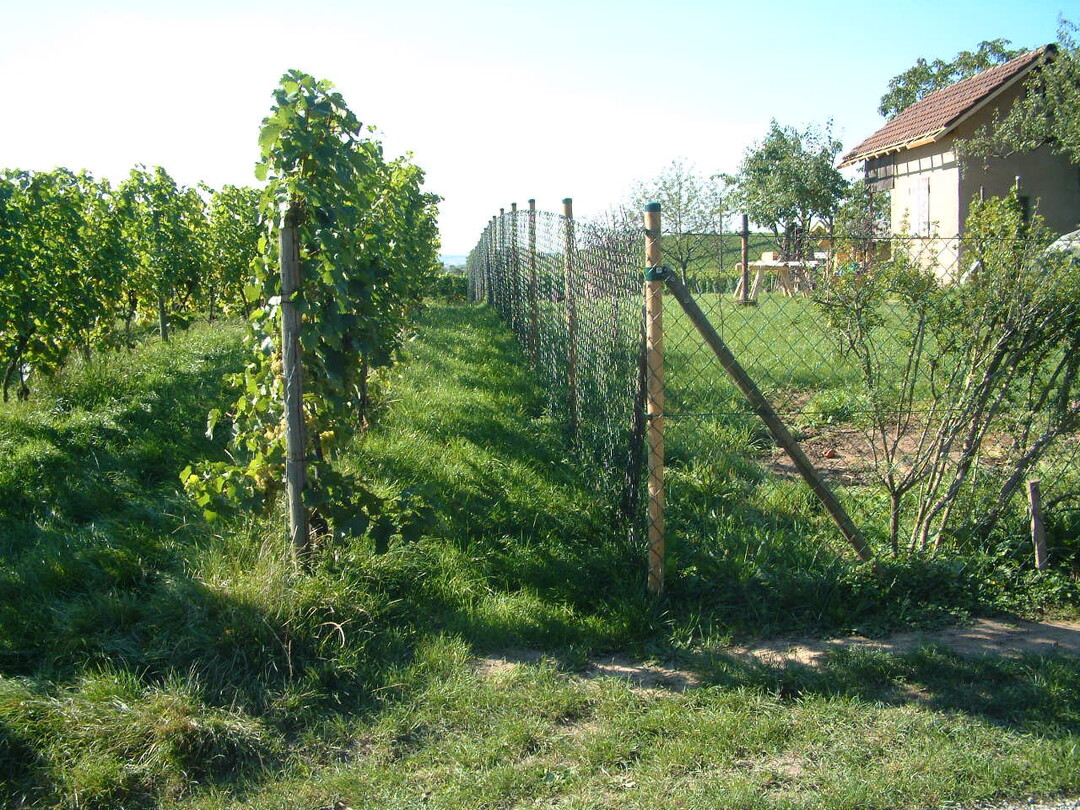 Damit einseitig in die eigene Rebflche hinein behandelt werden kann, muss  ausreichend Platz sein zwischen Garten und erster Rebzeile.