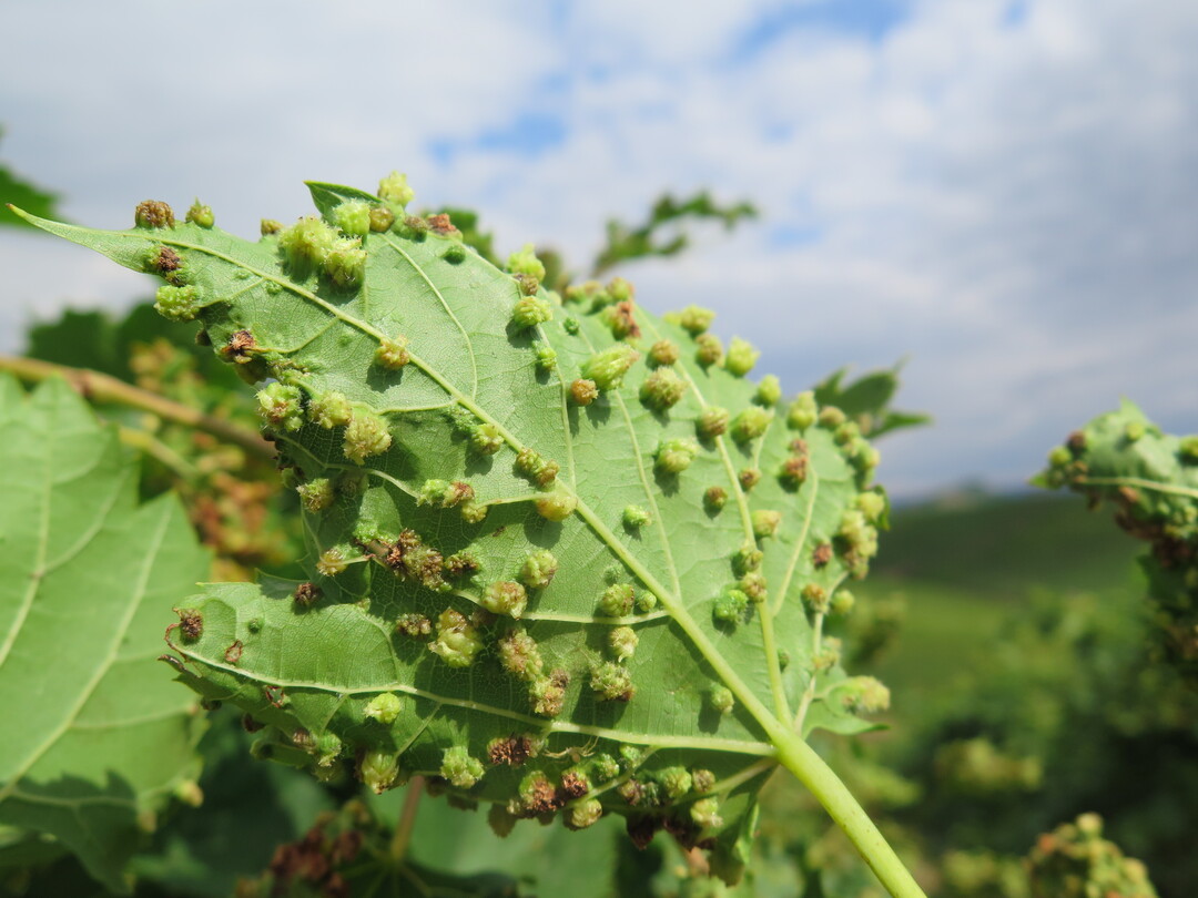 Besonders an Blättern von Amerikanerreben sind dieses Jahr verstärkt Gallen der Blattreblaus zu finden. Aber auch vereinzelt an Europäerreben finden sich an den Triebspitzen kleinere Gallen. In den Gallen befinden sich Eier Larven und Läuse. Nicht verwechseln sollte man die Reblausgallen mit der Pockenmilbe. Bei letzterer sind die Gallen auf der Blattoberseite, bei der Reblaus auf der Blattunterseite.