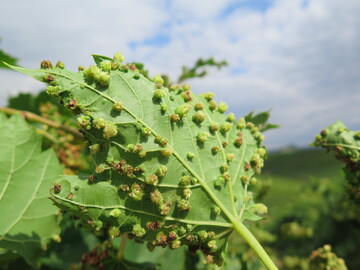 Besonders an Blttern von Amerikanerreben sind dieses Jahr verstrkt Gallen der Blattreblaus zu finden. Aber auch vereinzelt an Europerreben finden sich an den Triebspitzen kleinere Gallen. In den Gallen befinden sich Eier Larven und Luse. Nicht verwechseln sollte man die Reblausgallen mit der Pockenmilbe. Bei letzterer sind die Gallen auf der Blattoberseite, bei der Reblaus auf der Blattunterseite.