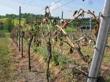 Schwer zu ertragen sind solche Anblicke für die betroffenen Weingärtner.
