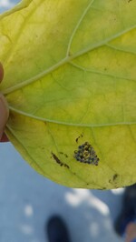 Mit der Samuraiwespe parasitiertes Eigelege der Marmorierten Baumwanze in Kressbronn.