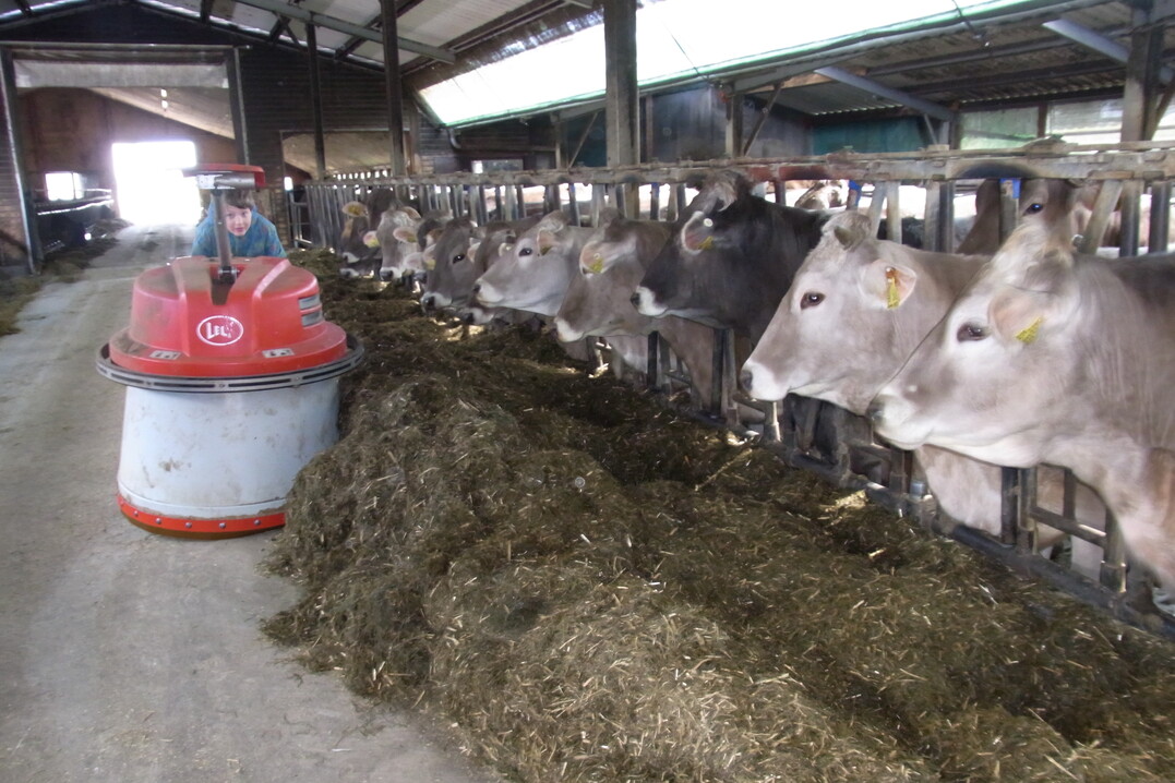   Ein Ftterungsroboter des Herstellers Lely schiebt den Khen in Hifringen mehrmals am Tag das Futter vor.