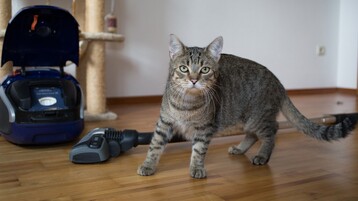 In die Flohprophylaxe muss auch die Umgebung des Tieres einbezogen werden. Dazu gehrt regelmiges Saugen der Flchen. Die Staubsaugerbeutel sollten hufig gewechselt und sicher entsorgt werden, um dort die Entwicklung neuer Flohgenerationen zu verhindern. 