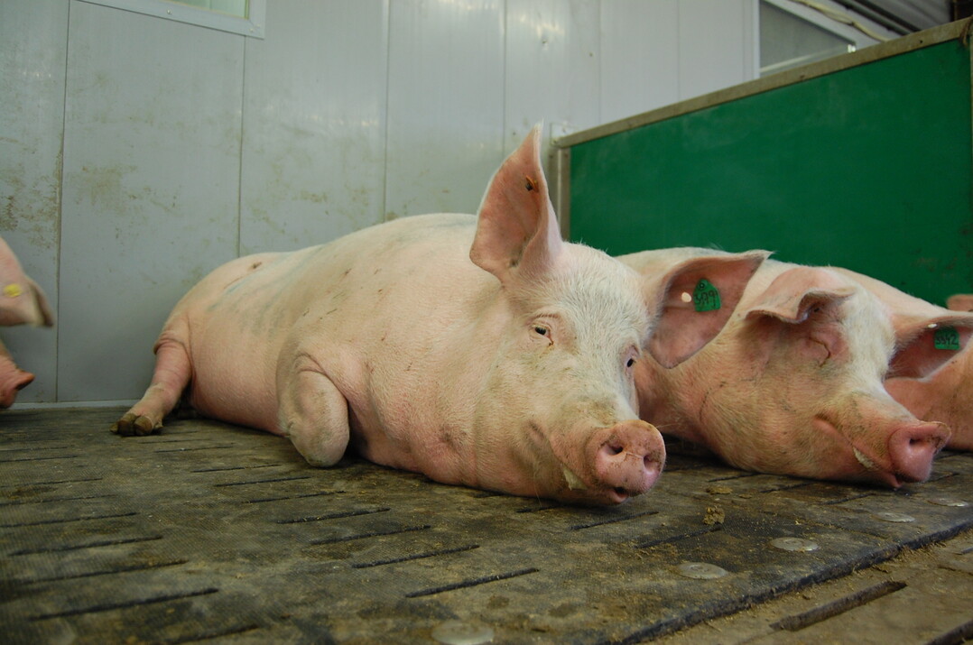 Nach einer achtjährigen Übergangsfrist dürfen Jungsauen und Sauen im Deckzentrum nur noch in Gruppen gehalten werden. So sieht es die siebte Verordnung zur Änderung der Tierschutz-Nutztierhaltungsverordnung vor.