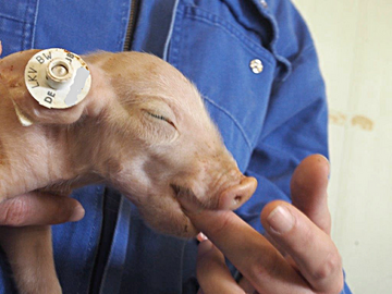 Fehlt einem schwachen Ferkel der Saugreflex, muss die Notttung in Betracht gezogen werden.