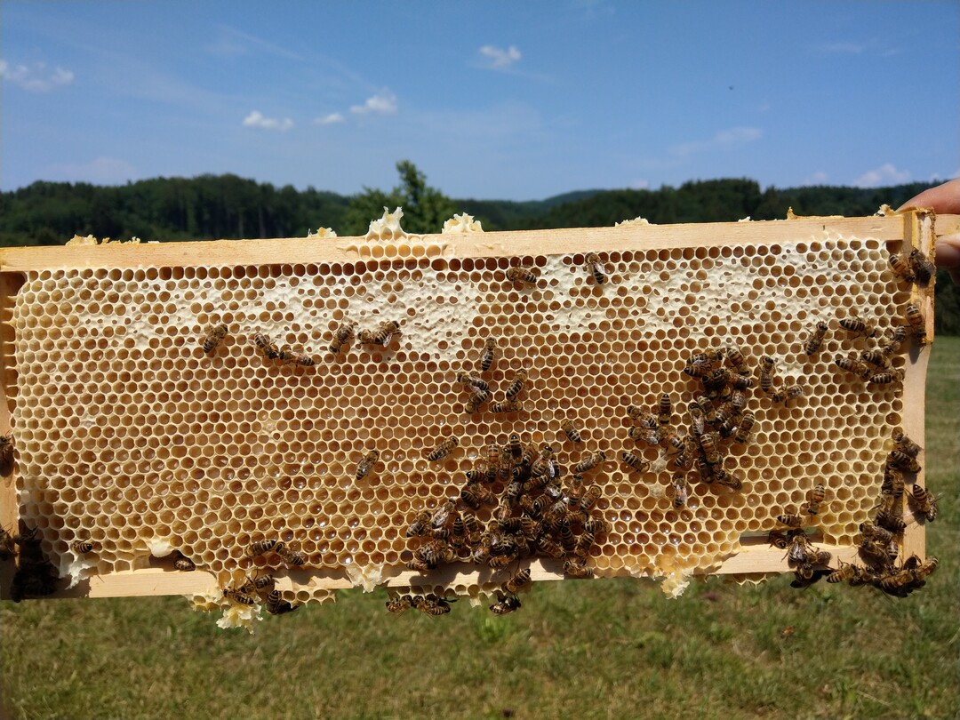 Melezitose-Zucker im Waldhonig erschwert nicht nur das Schleudern. Er ist auch verantwortlich für die sogenannte Waldtrachtkrankheit, bei der die Darmbakterien der Bienen so geschädigt werden, dass es die Lebensdauer der Tiere verkürzt.