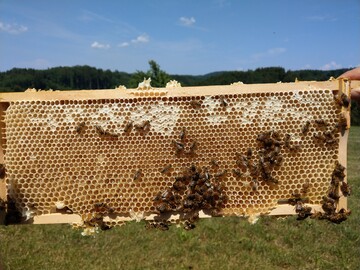 Melezitose-Zucker im Waldhonig erschwert nicht nur das Schleudern. Er ist auch verantwortlich fr die sogenannte Waldtrachtkrankheit, bei der die Darmbakterien der Bienen so geschdigt werden, dass es die Lebensdauer der Tiere verkrzt. 