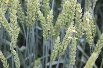 Am Standort Döggingen schädigte Hagel die Weizenpflanzen.
