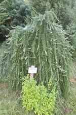 Japanische Hängelärche