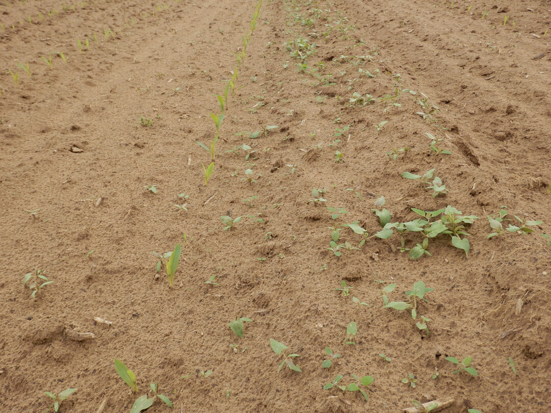 Bereits wenige Tage nach der Aussaat kann ein erstes Blindstriegeln erforderlich sein. 