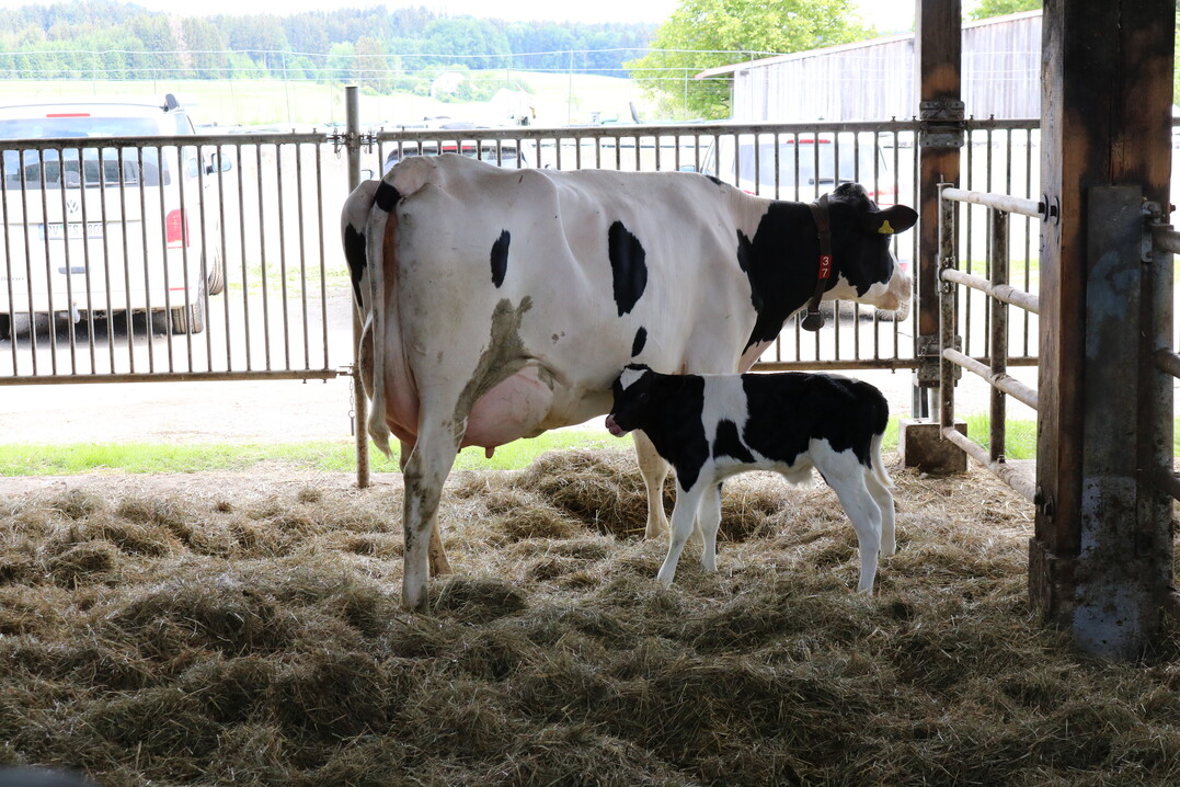 Die Klber bekommen in den ersten Wochen bis sie verkauft werden leckere Kuhmilch zum Trinken.