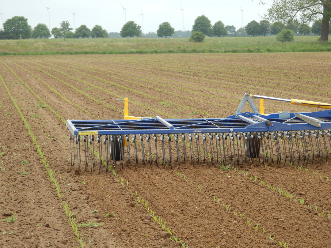 Mais ist in der frhen Phase uerst striegelempfindlich. Ab dem 1. Laubblatt der kleinen Maispflanzen (Stadium BBCH 11) verbessert sich die Vertrglichkeit.