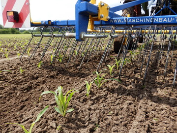 Der Striegel ist ein wichtiges Gert im Beikrautmanagement von komais.