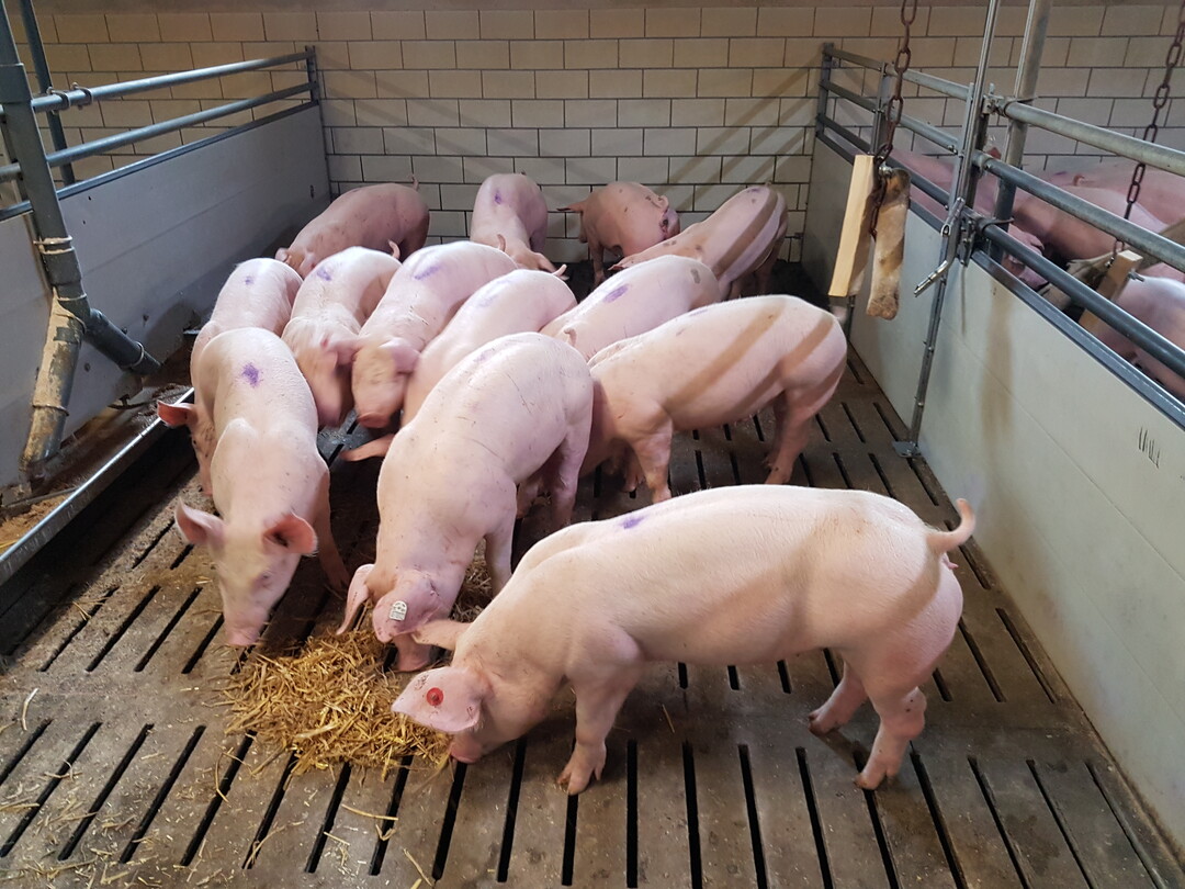 Frisch eingestallte Ferkel mit 32 kg im Maststall auf dem Betrieb Kppeler.