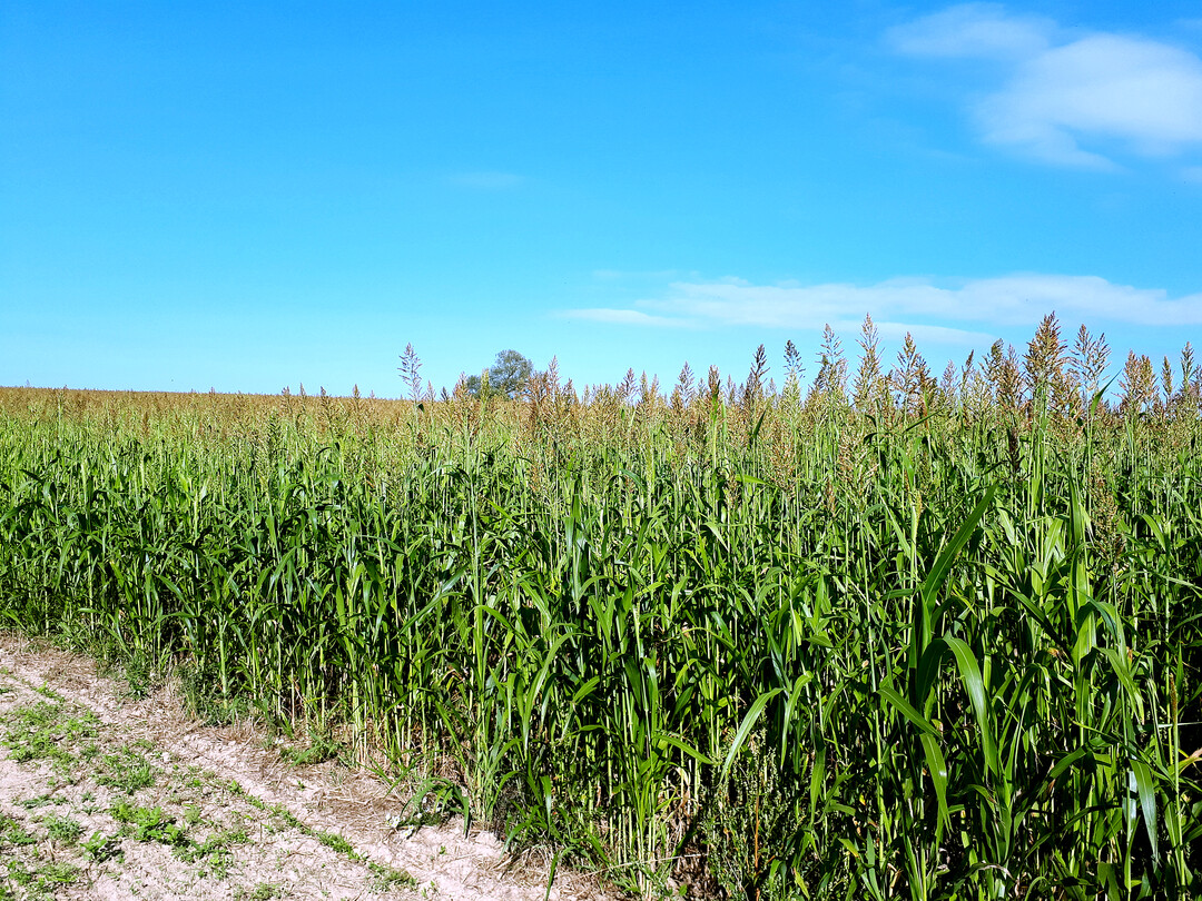 Sudangras als Alternative zu Mais nach Gr�nroggenernte.
