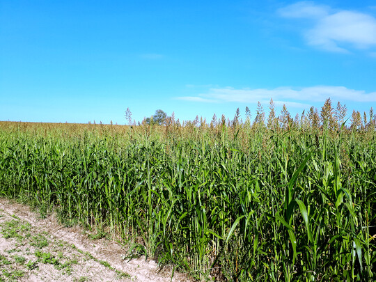 Sudangras als Alternative zu Mais nach Gr�nroggenernte.