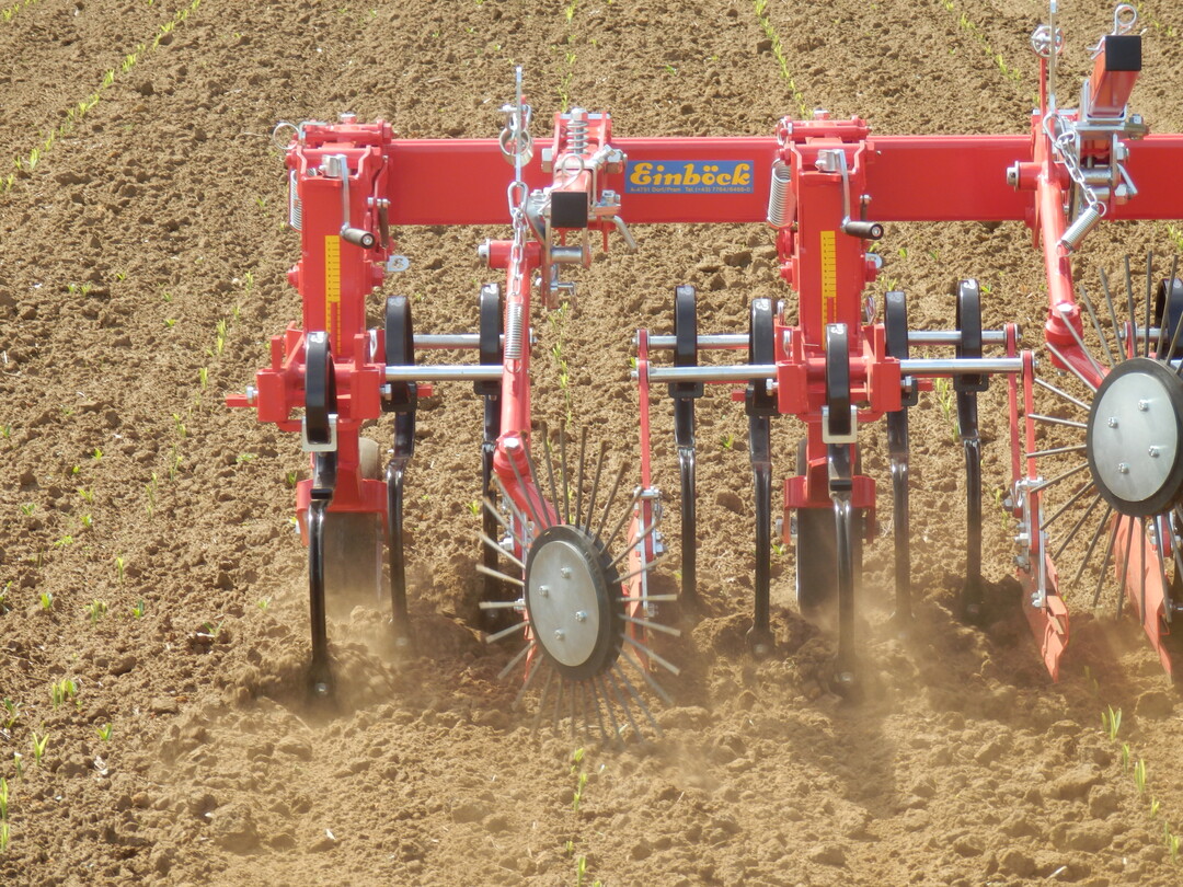 Mit dem Auflaufen und sichtbar werden der Maisreihen kann gehackt werden. 