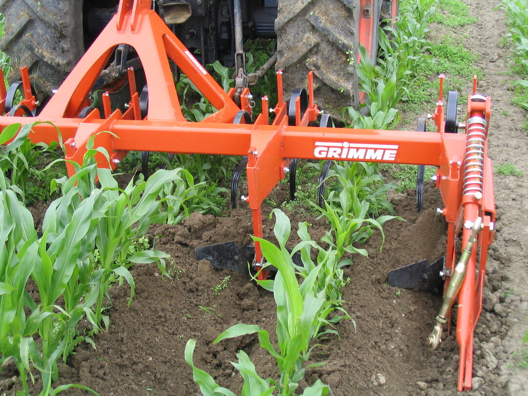 Das spte Anhufeln hat sich im komais bewhrt.