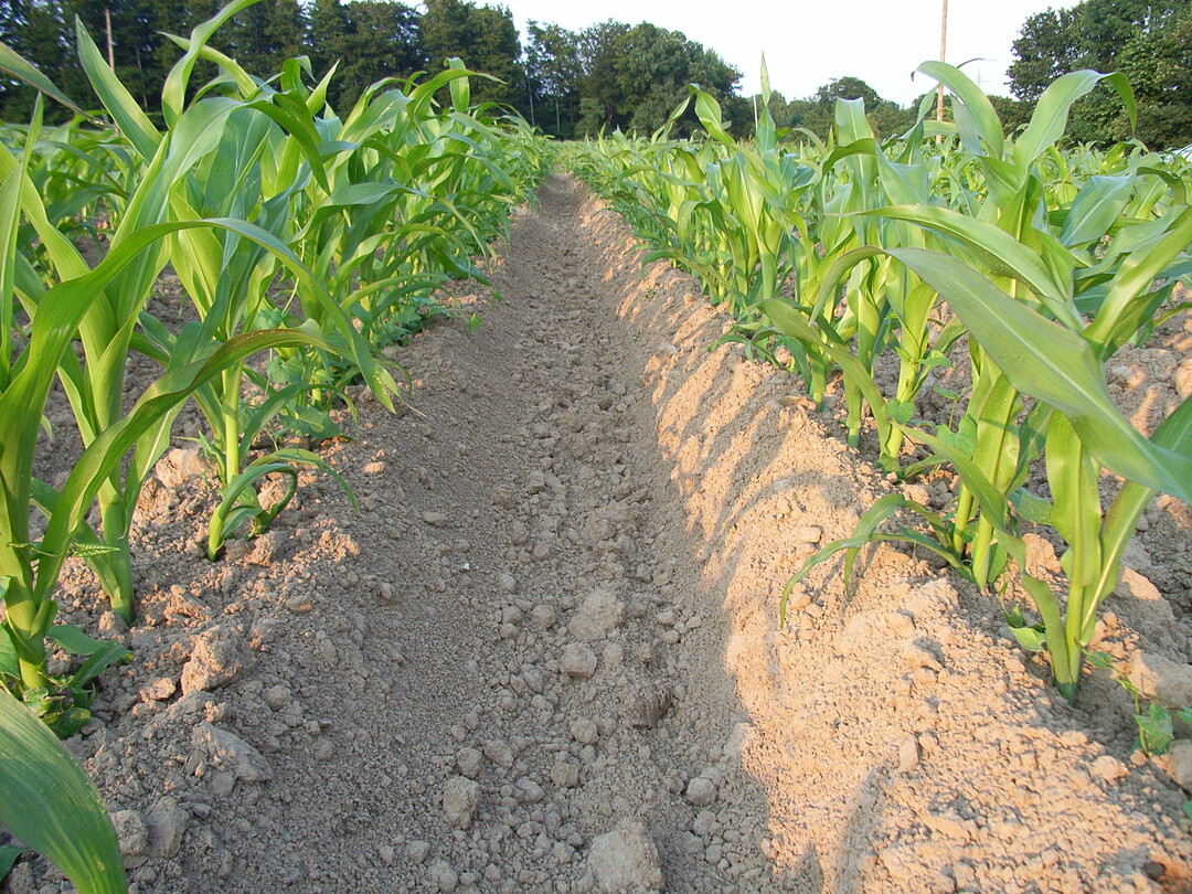 Neben der Wirkung gegen Unkruter fhrt das Hufeln zu einer besseren Erwrmung des Bodens im Damm. Dies kann wiederum die Mineralisierung von Nhrstoffen frdern und damit das Maiswachstum verbessern.