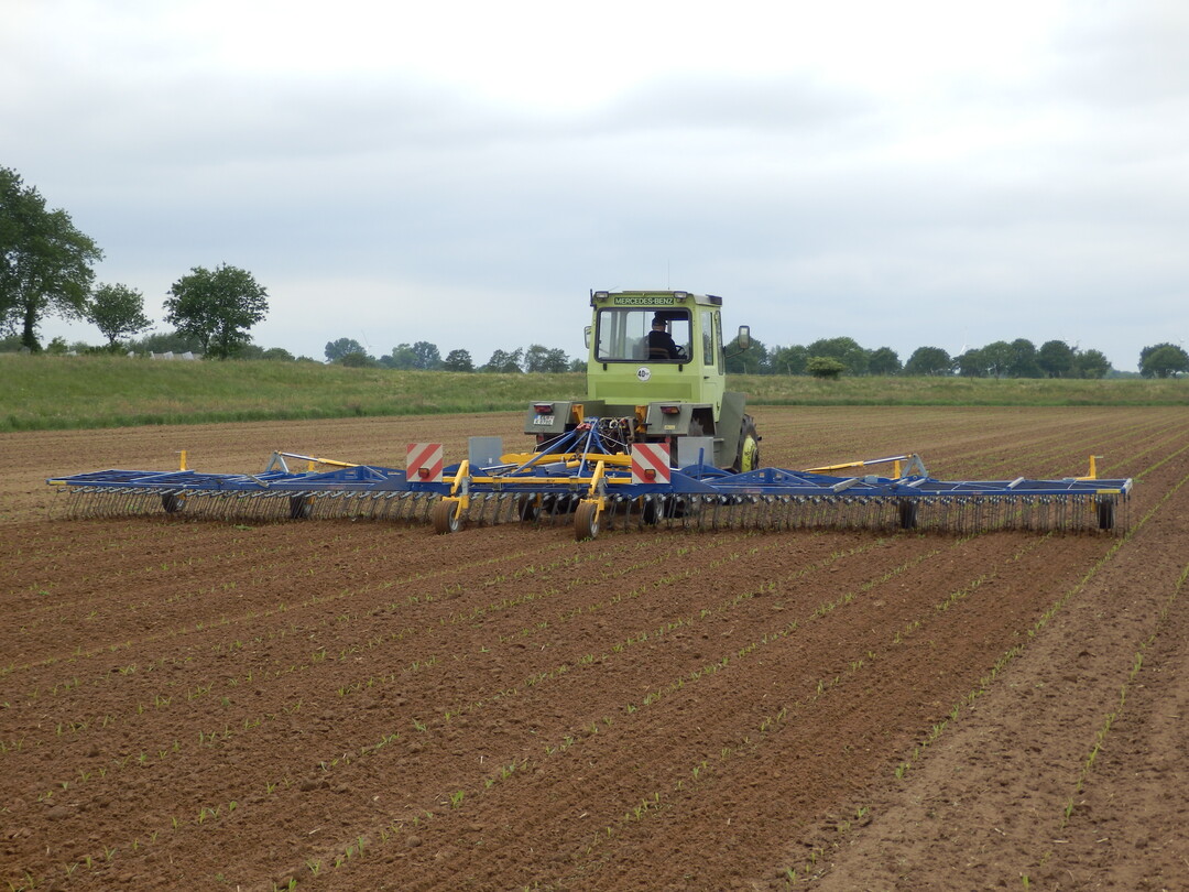 Beim Striegeln im Nachauflauf ist darauf zu achten, dass die Maispflanzen nicht durch eine zu hohe Arbeitsgeschwindigkeit verschttet oder schrg gestellt werden.  