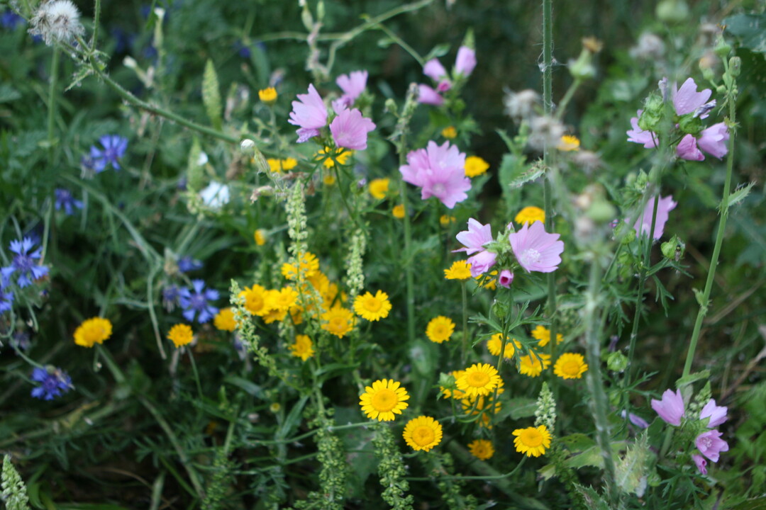 Die Obstbauern haben längst Maßnahmen für mehr Biodiversität in ihren Anlagen ergriffen. Dazu zählen neben Blühstreifen auch das Aufstellen von Insektenhotels oder Vogelnistkästen.