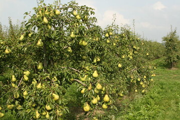 Der Birnenanbau spielt in Deutschland eine untergeordnete Rolle. 
