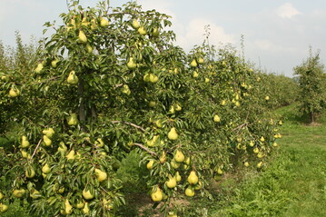 In den Niederlanden hat die Birnenanbauflche lngst die von pfeln berflgelt. 