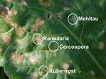 Rübenblatt mit Mischinfektion verschiedener Pilzkrankheiten