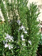 Der Rosmarin wurde zur Pflanze des Jahres 2011 gewählt.