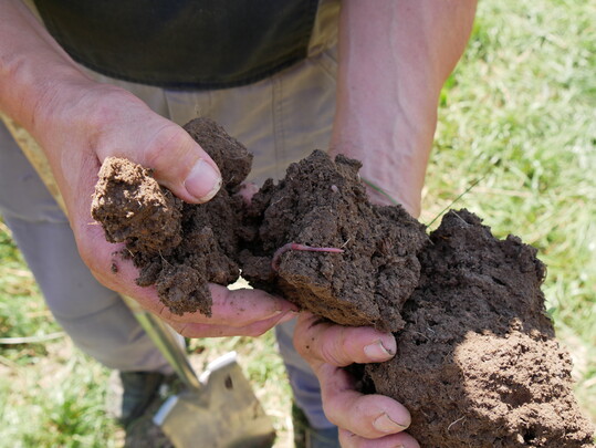 Bodenprobe aus einem Rapsfeld: Um eine gute Kr�melstruktur mit intaktem Bodenleben � inklusive Regenw�rmern � zu bekommen, arbeitet H�gler mit Untersaaten und Zwischenfr�chten.
