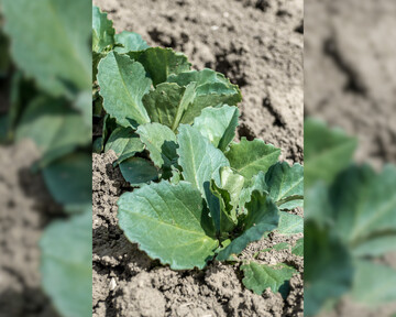 Achten Sie auf den Fraß an den Blatträndern der Ackerbohne.