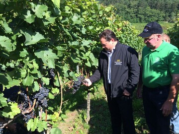 Minister Bonde im Weinberg bei einem Vor-Ort-Termin in Vogtsburg-Oberbergen 