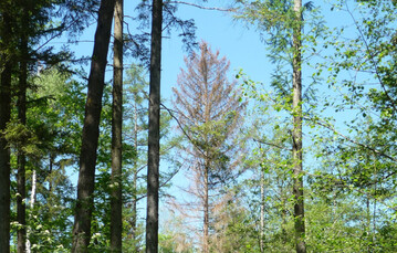 Die Ergebnisse des Waldzustandsberichts sind besorgniserregend. Deshalb drfen wir nicht nachlassen, um die gesteckten Klimaschutzziele zu erreichen und gleichzeitig den Wald und die Waldwirtschaft an den Klimawandel anzupassen!, mit diesen Worten kommentiert Minister Peter Hauk MdL den diesjhrigen Bericht.