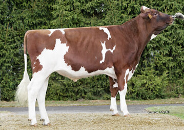 Der Vererber Branko ermglicht eine alternative Blutfhrung fr rotbunte Holsteins.