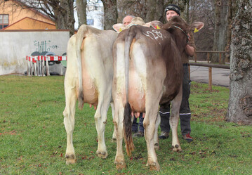 Zwei Spitzenjungkhe wechselten fr 2020 Euro und 2150 Euro den Besitzer: links eine Payssli-Tochter mit 31 kg von Daniel Weber, Grisried und rechts eine Huray-Tochter mit knapp 33 kg von Thomas Burger Altsttten-Beilenberg.