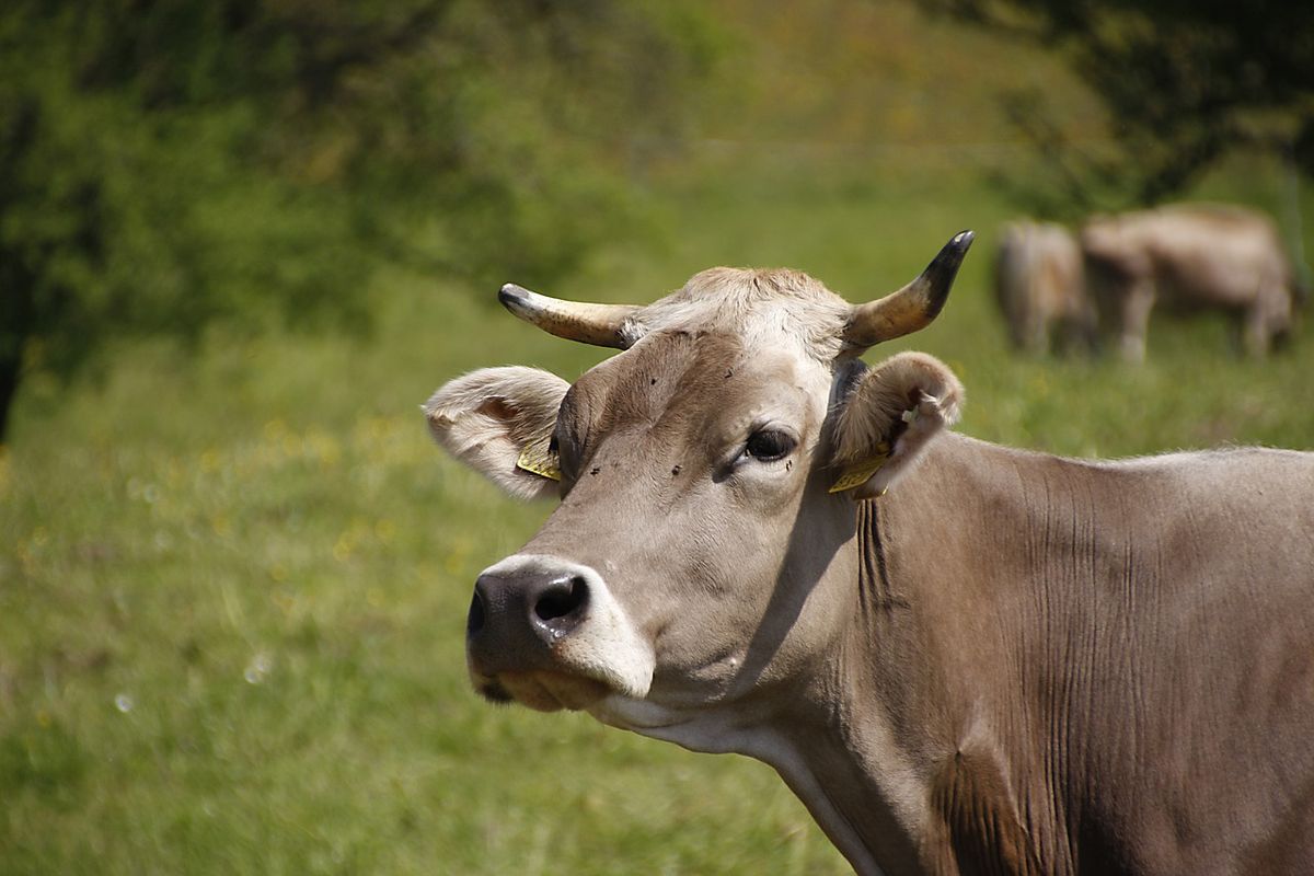 Ist die Milch von horntragenden Kühen besser? :: BW agrar online
